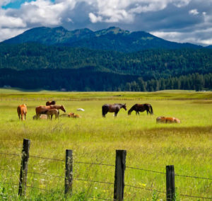 Horses grazing