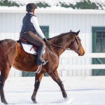 New Vocations Thoroughbred Adoption