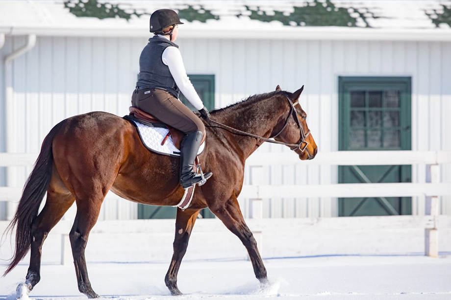 New Vocations Thoroughbred Adoption
