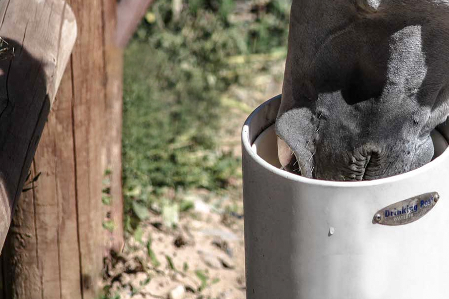 Drinking Post Waterer