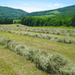 Windrows of hay at Willowview Hill Farm