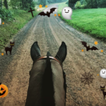 Between the ears of a polo pony on a trail