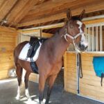 Horse on the cross ties