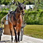 Standardbred Trotter