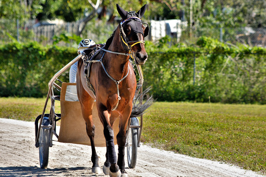 Standardbred Trotter