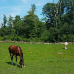 Two horses grazing