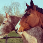 Headshot of Siouxsie and Brody