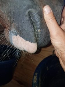 Summer sore on horse's lip