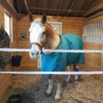 Brody in his makeshift stall