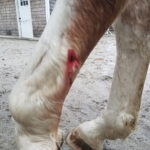 Wounded leg (not gory)