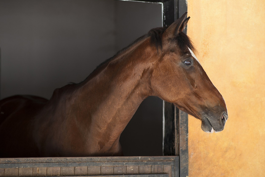 Worried horse in a stall
