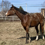 Siouxsie in paddock covered in mud