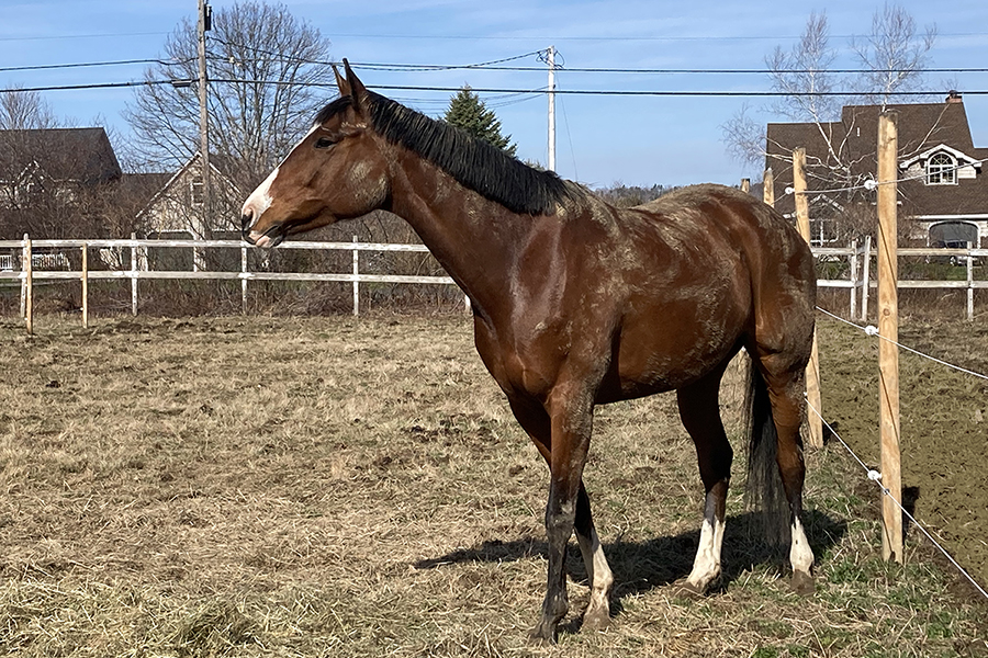 Siouxsie in paddock covered in mud