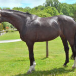 Shiny, freshly-clipped, brown horse on green grass