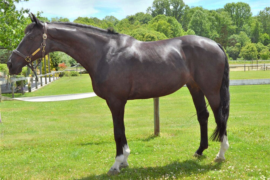 Shiny, freshly-clipped, brown horse on green grass