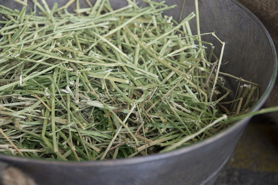 Chopped hay in a bowl