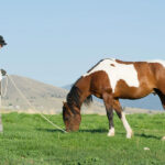 Don Jessop grazing a pinto Mustang on green grass with mountain in the background