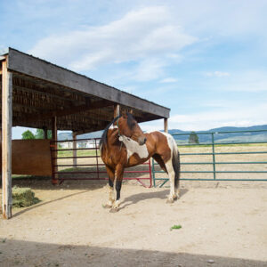 Pinto mustang, Freedom, standing in a round pen in front of a lean-to