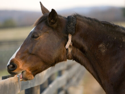 Dark bay horse cribbing on a fence outdoors