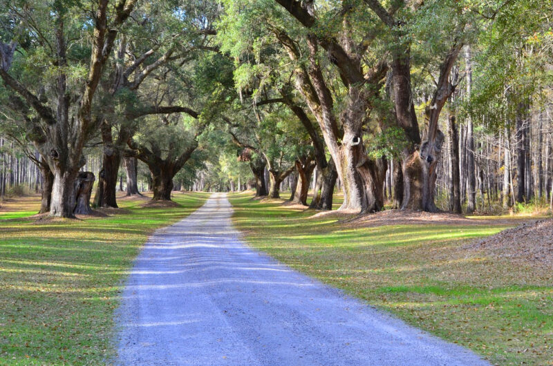 Bridle path through live oaks