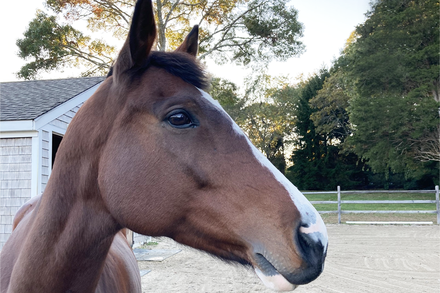Bay mare anxiously looking off in the distance