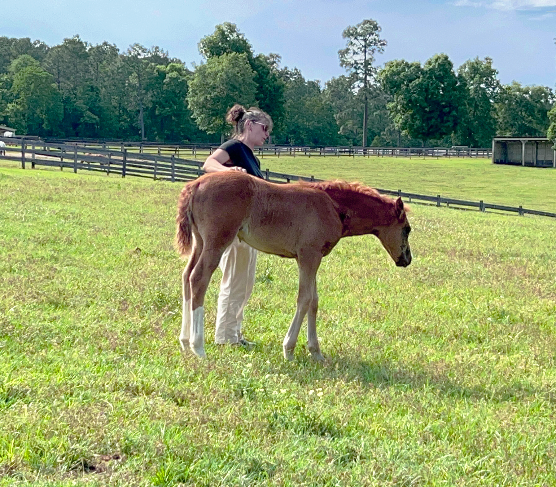 Foal training