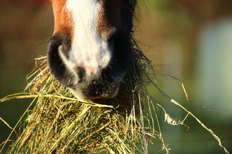 Close up of horse's muzzle with a mouthful of hay